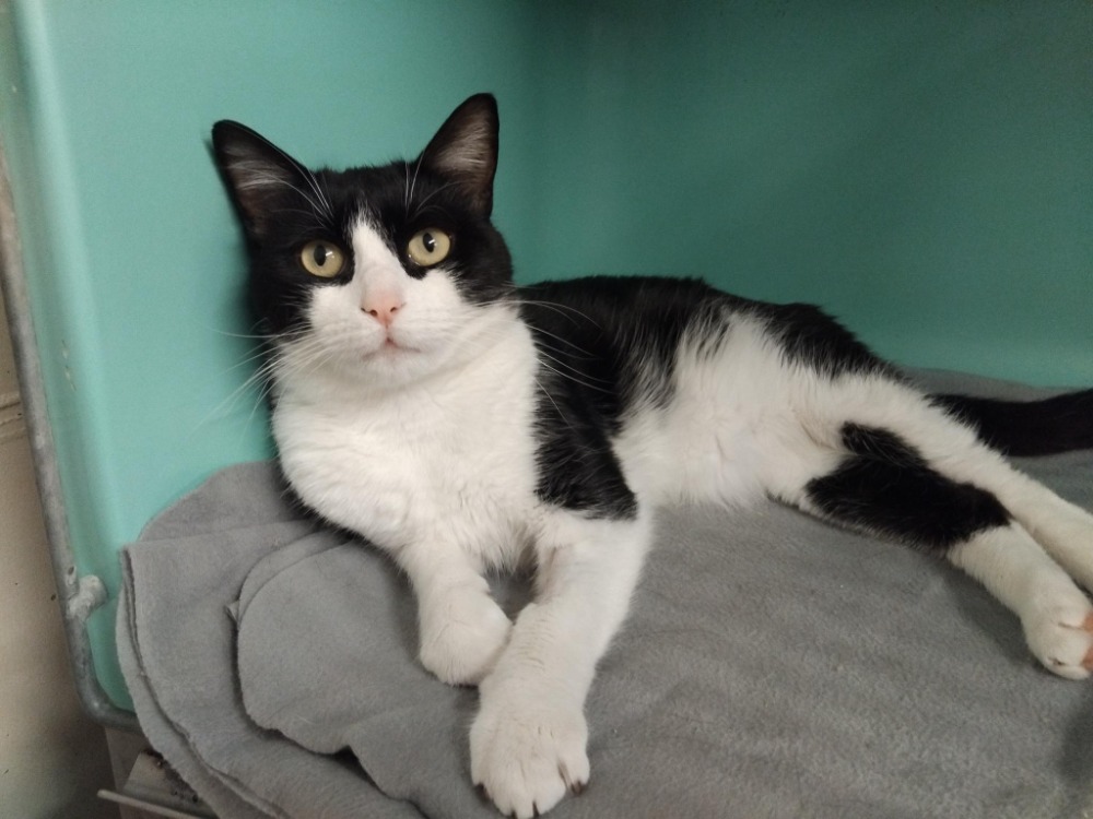 Animal à l'adoption