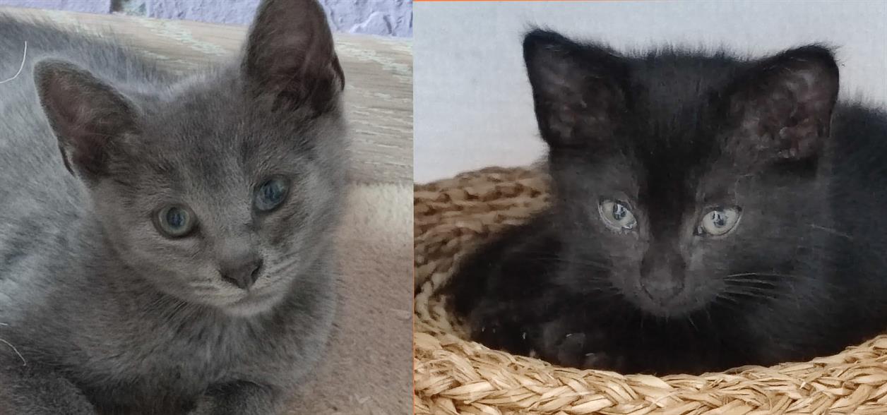 Animal à l'adoption