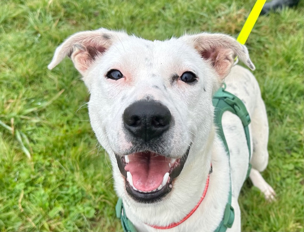 Animal à l'adoption