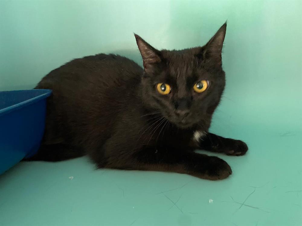 Animal à l'adoption