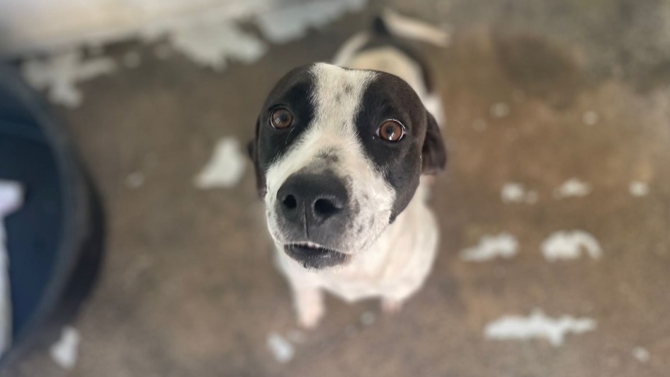 Animal à l'adoption