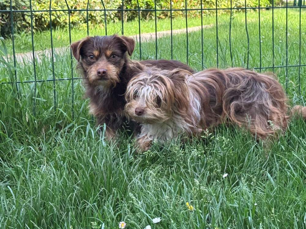 Animal à l'adoption