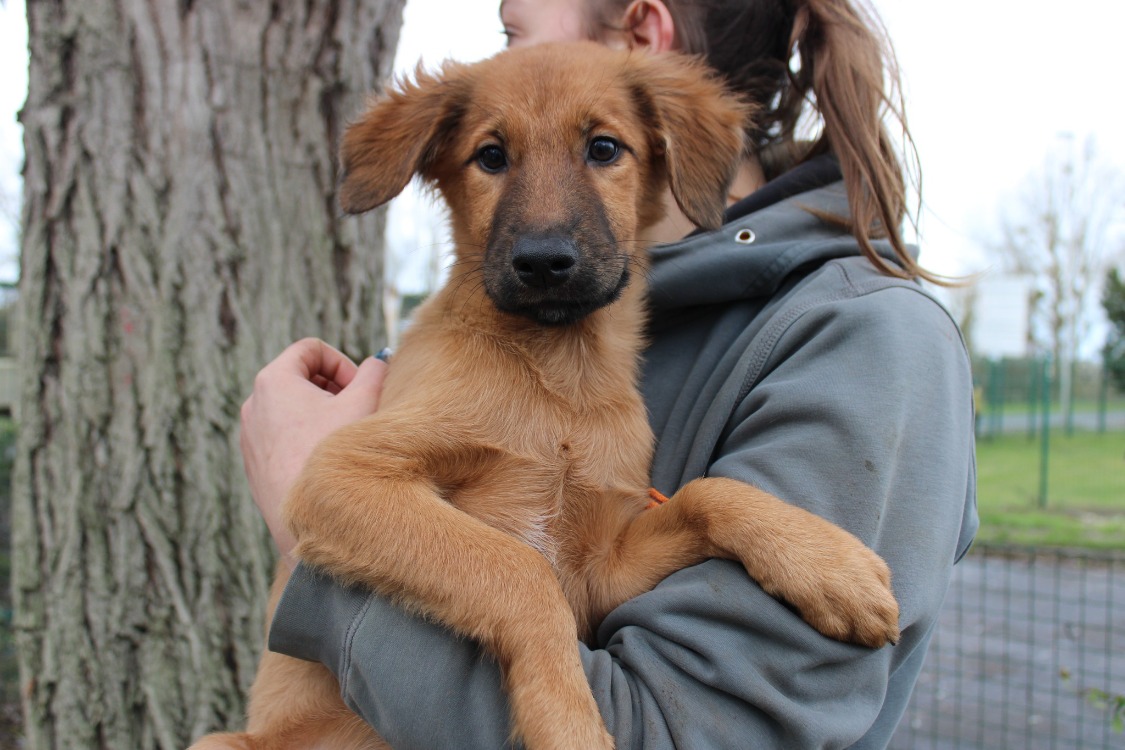 Animal à l'adoption