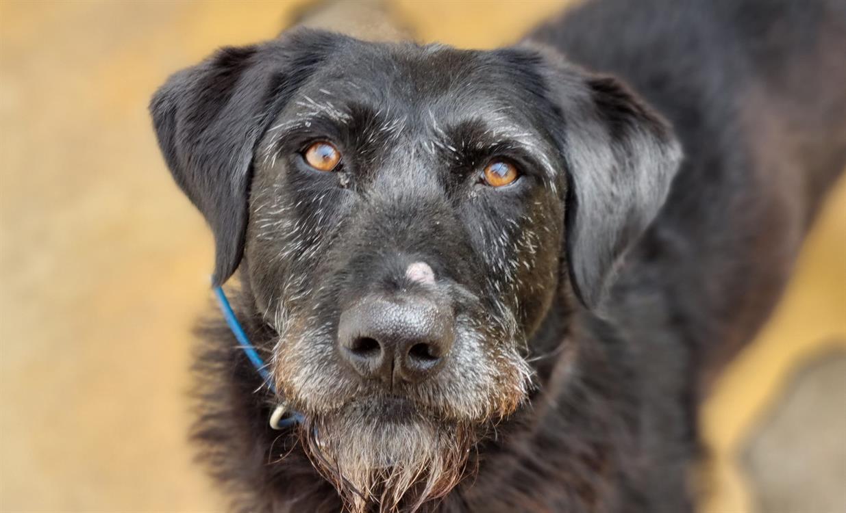 Animal à l'adoption