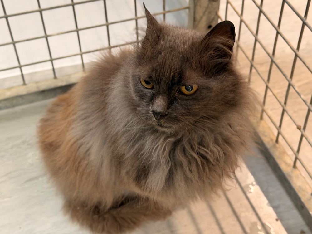 Photo de Horus