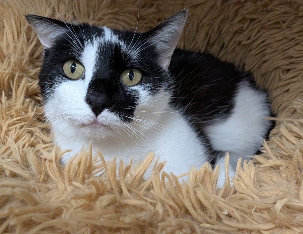 Animal à l'adoption