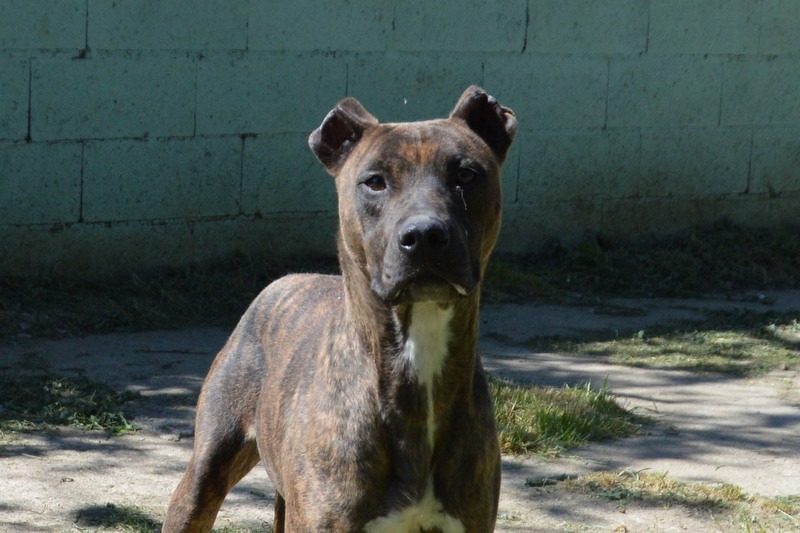 Animal à l'adoption
