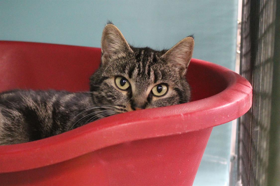 Animal à l'adoption