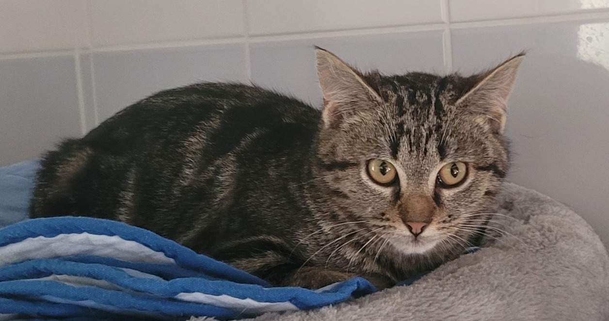 Animal à l'adoption
