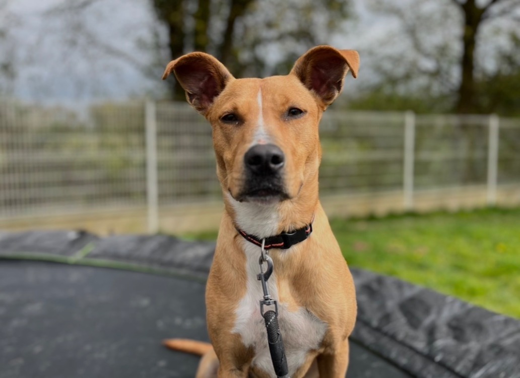 Animal à l'adoption
