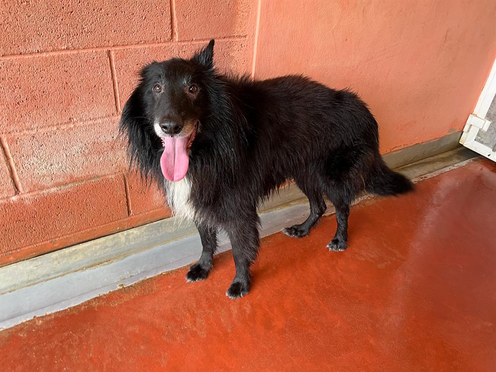 Animal à l'adoption
