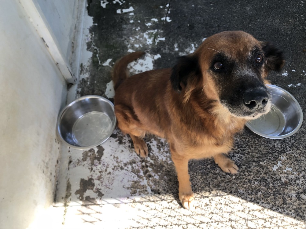 Animal à l'adoption