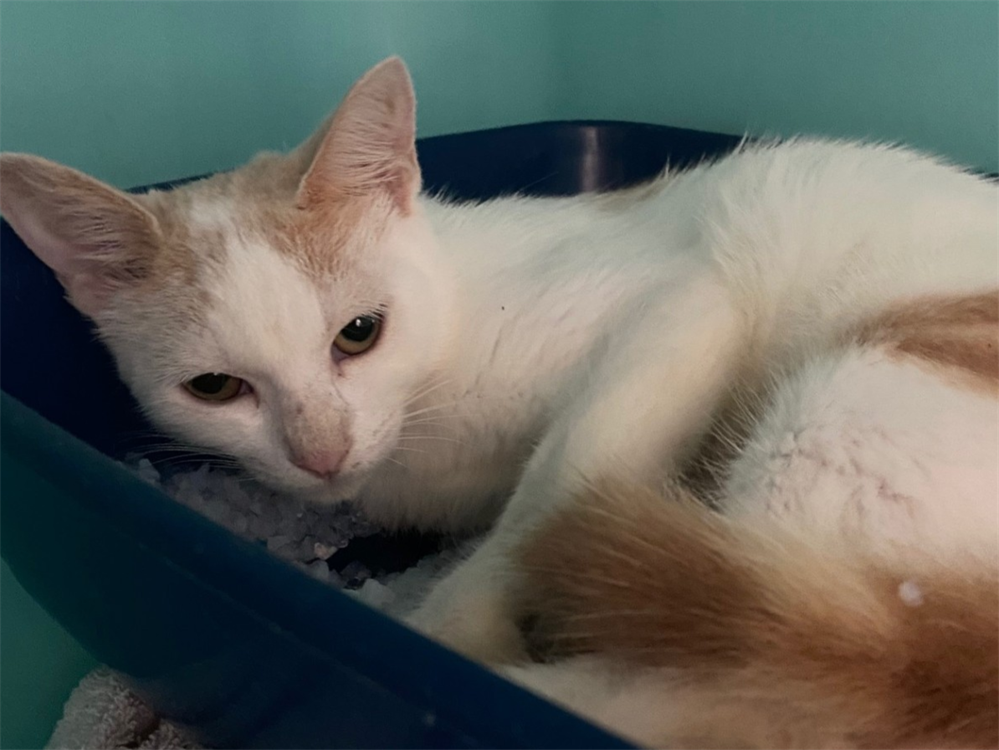 Animal à l'adoption