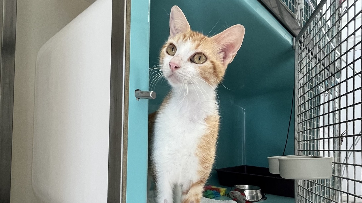 Animal à l'adoption