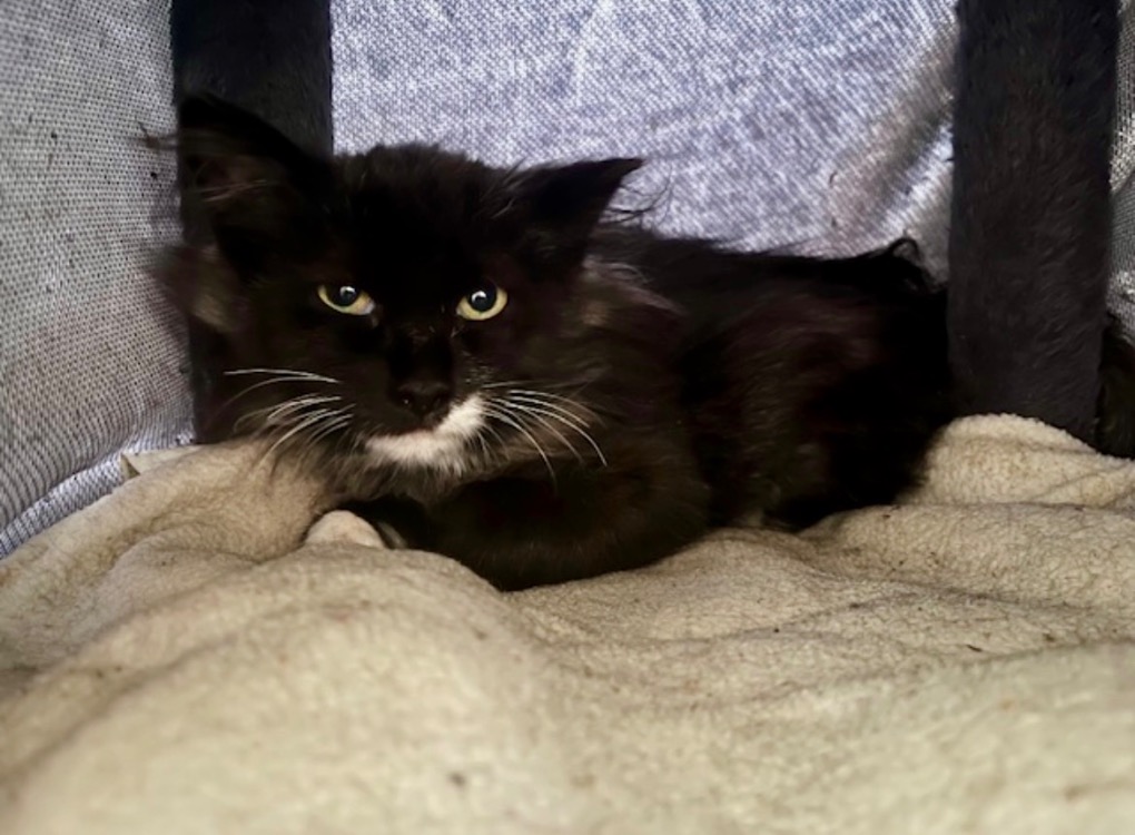 Animal à l'adoption