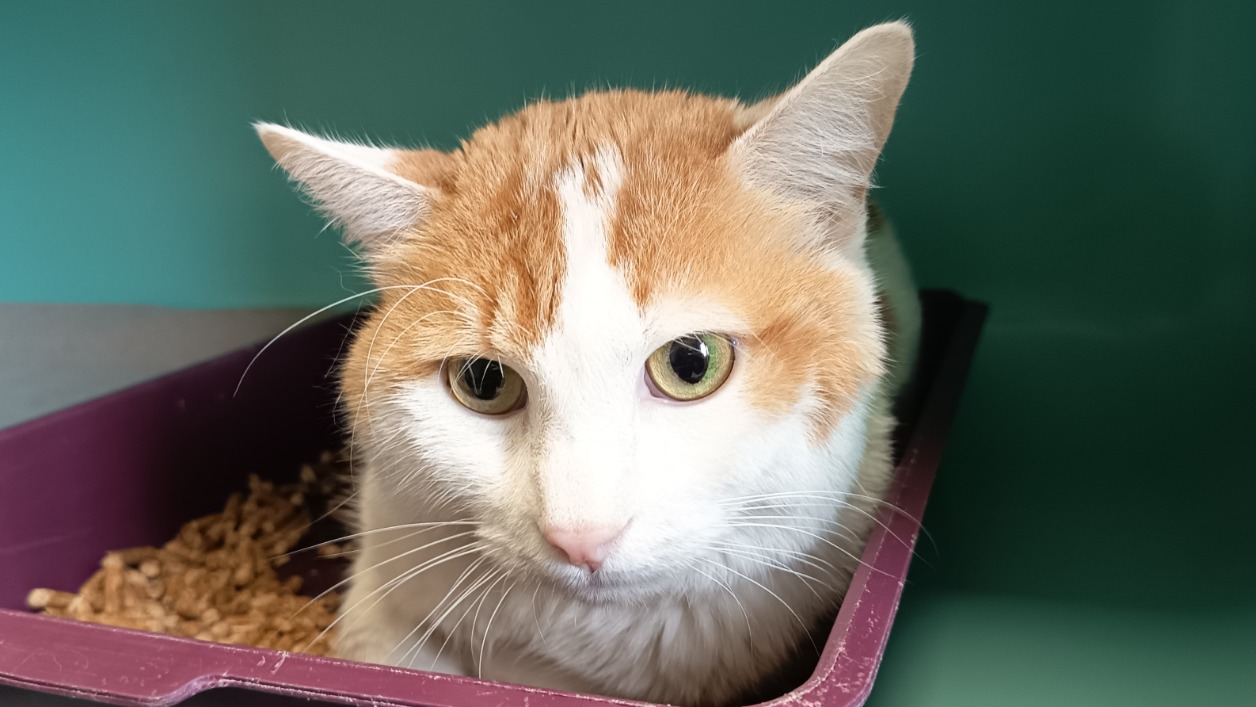 Animal à l'adoption