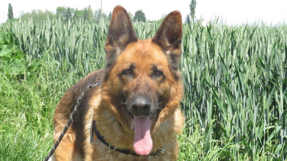 Animal à l'adoption