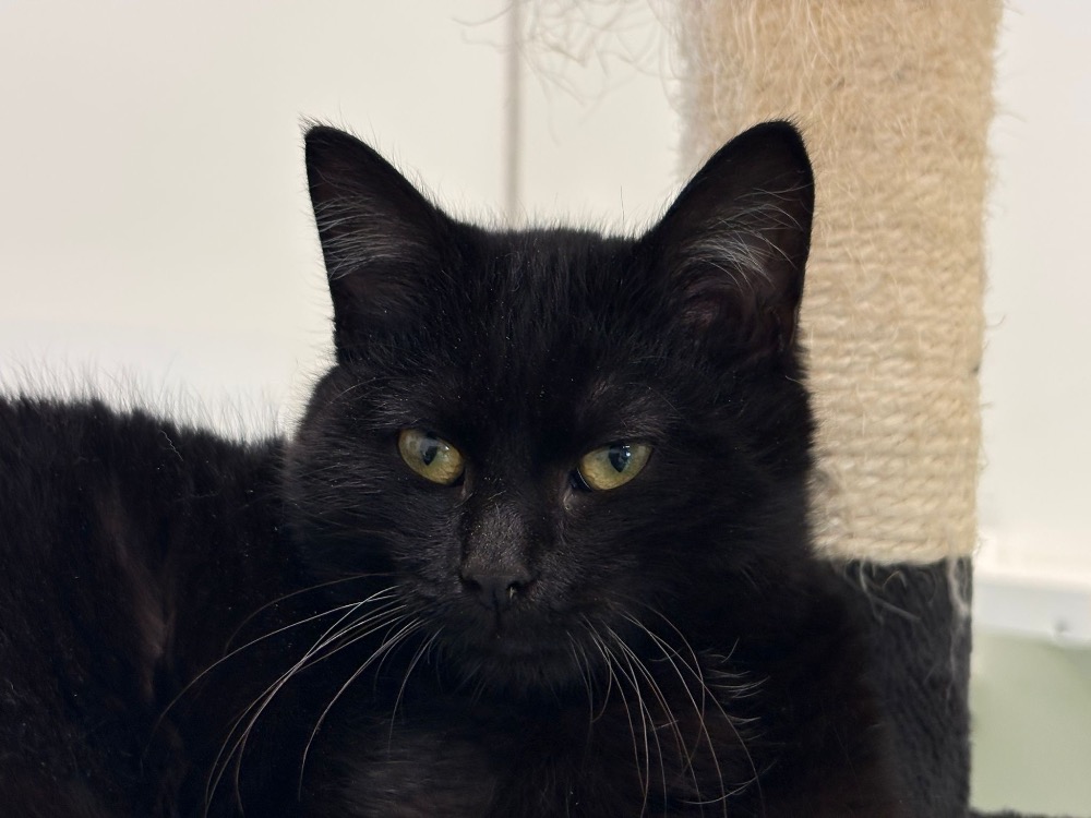 Animal à l'adoption
