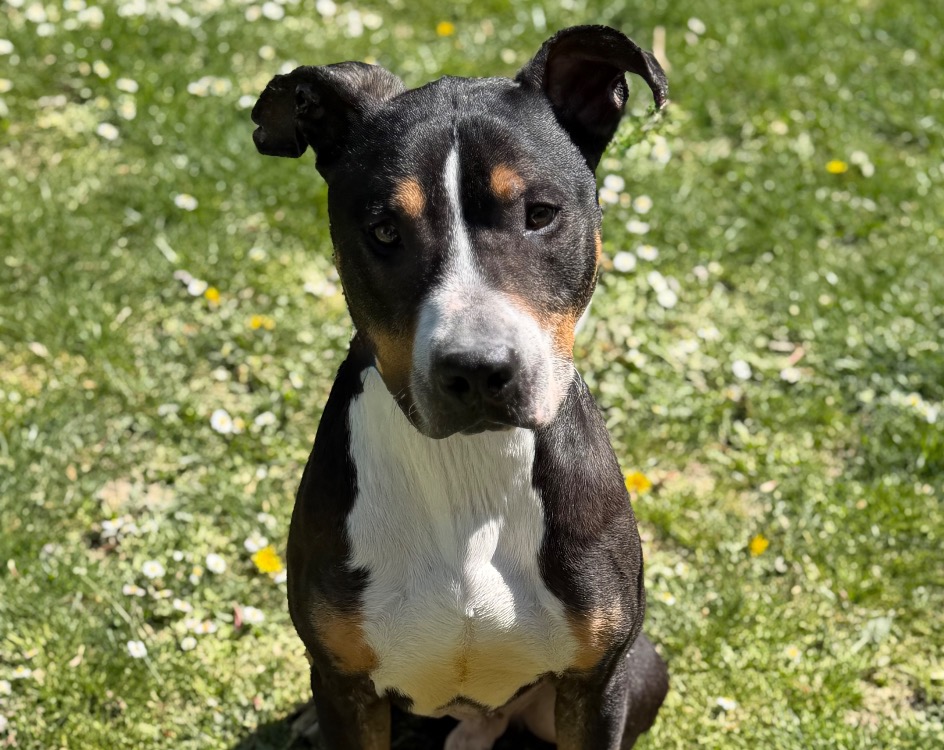 Animal à l'adoption