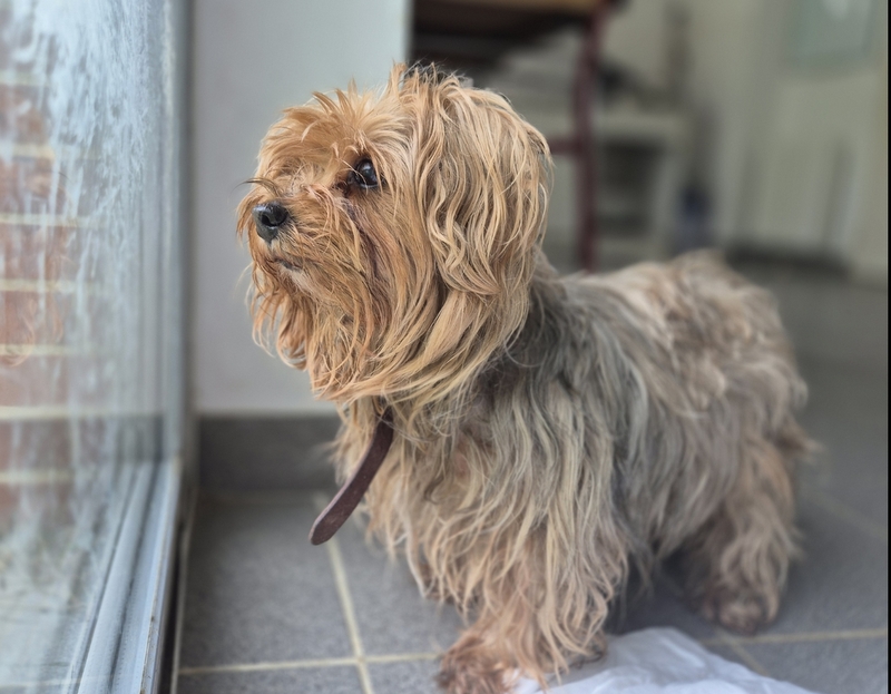 Animal à l'adoption