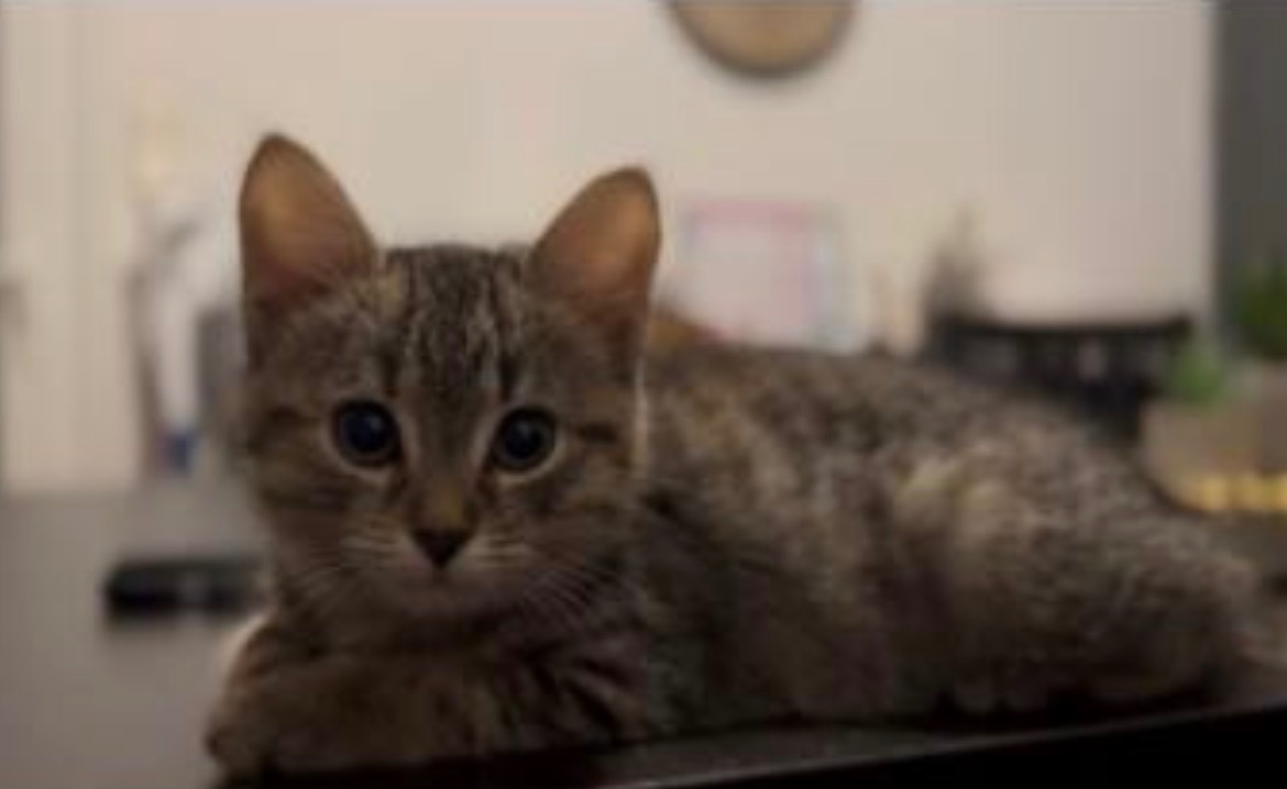 Animal à l'adoption