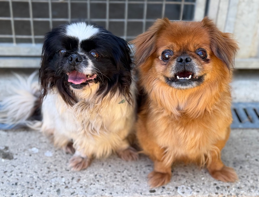 Animal à l'adoption