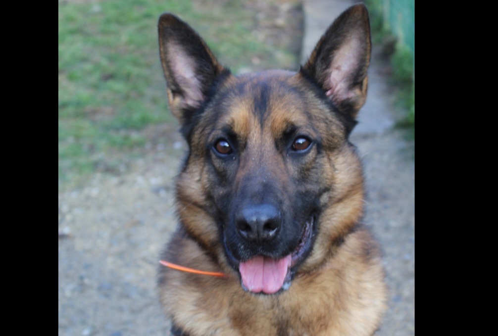 Animal à l'adoption