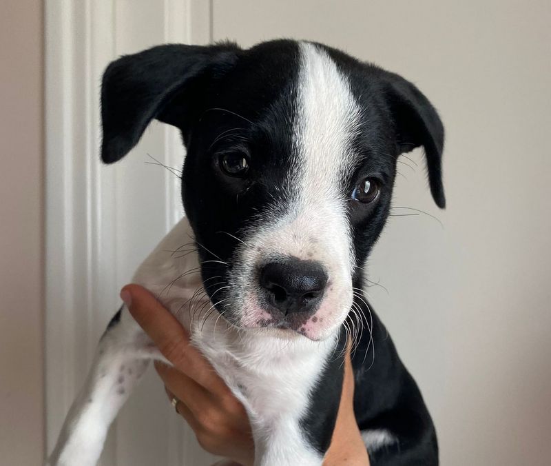 Animal à l'adoption