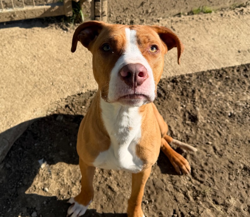 Animal à l'adoption