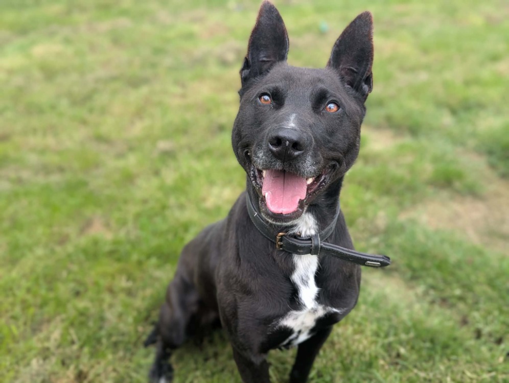 Animal à l'adoption