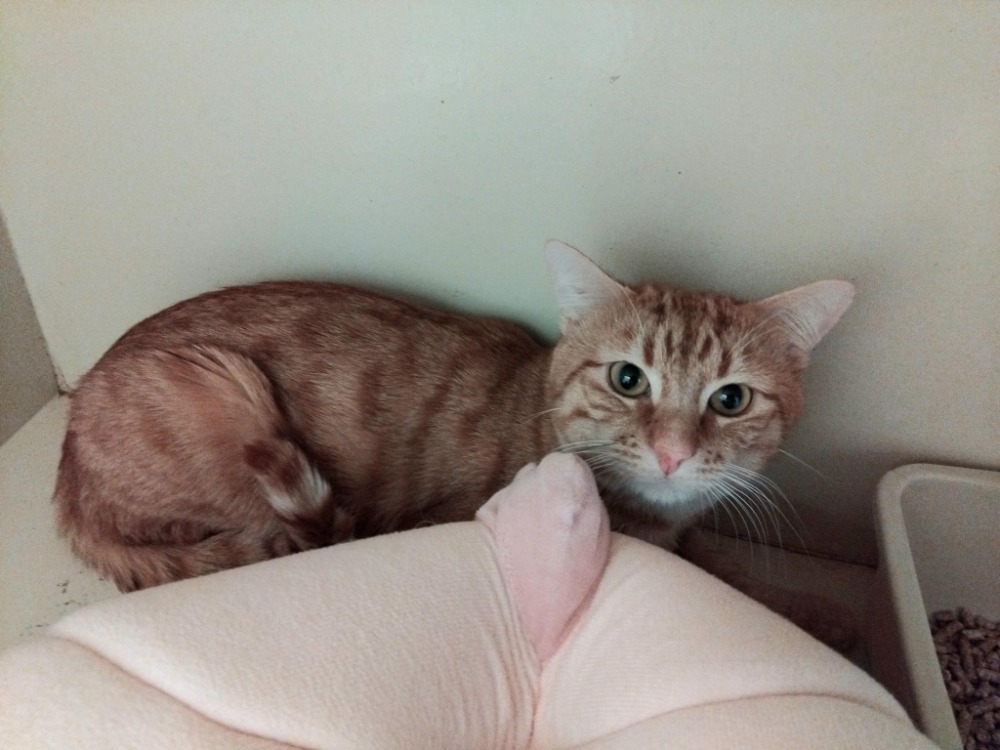 Animal à l'adoption