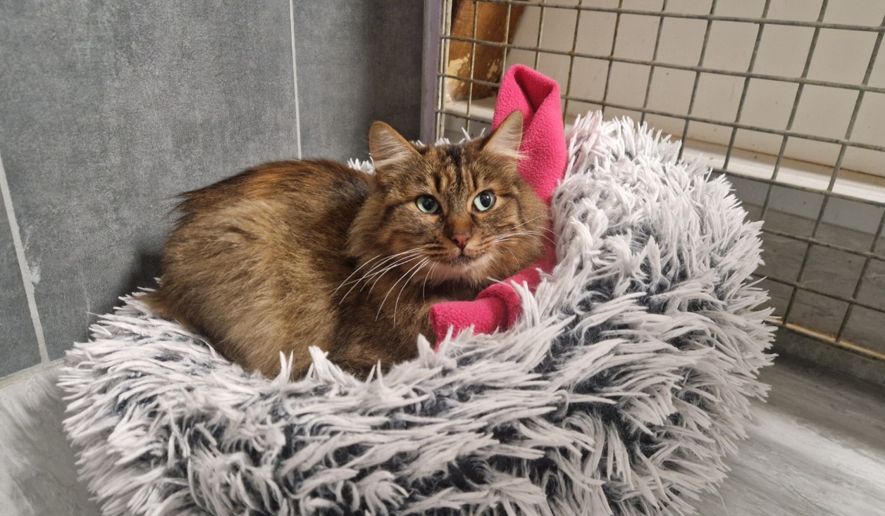 Animal à l'adoption