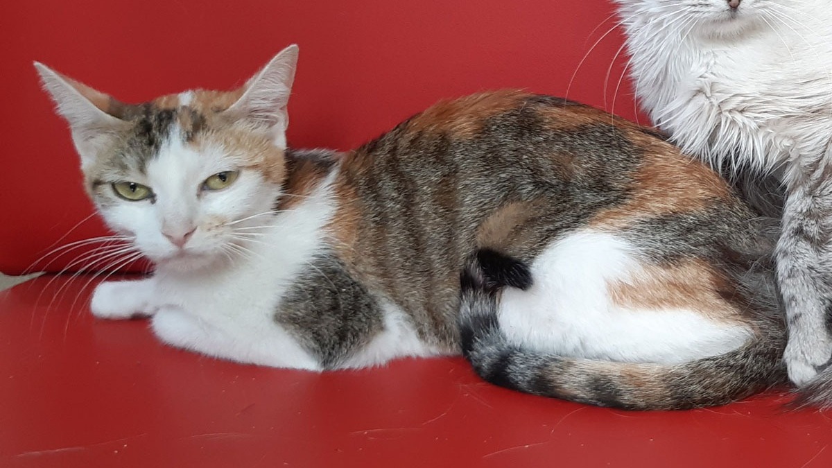 Animal à l'adoption