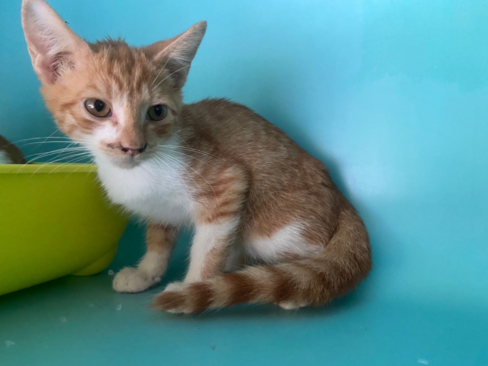 Animal à l'adoption