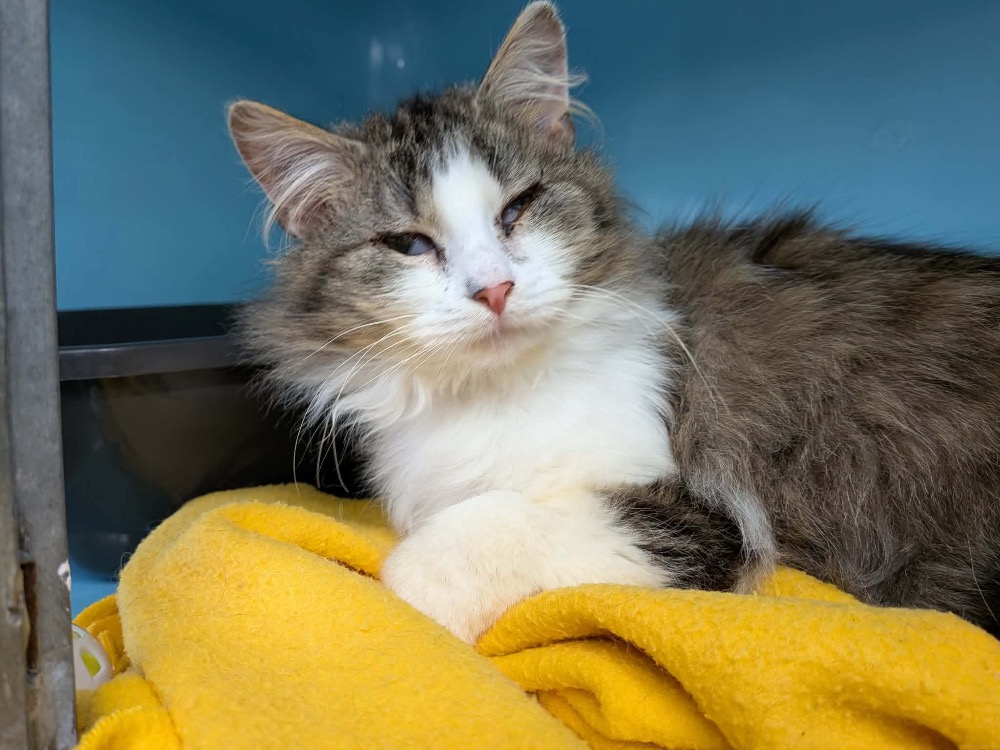 Animal à l'adoption
