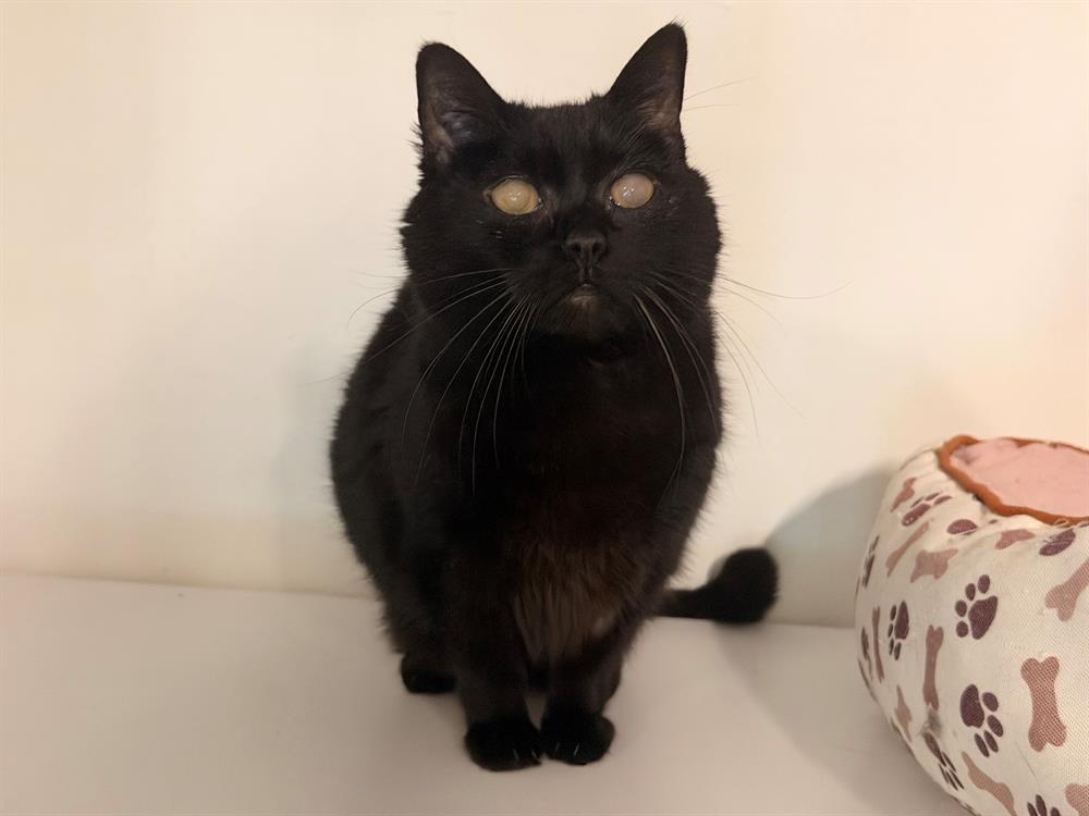 Photo de Jazzy (réservée)