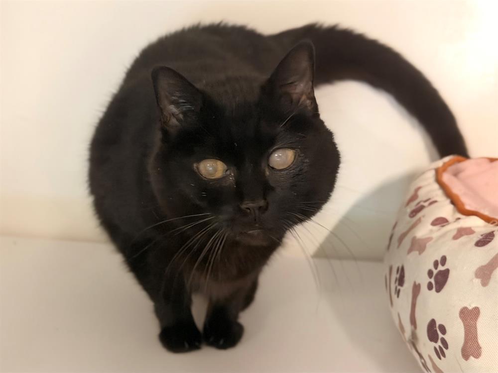 Photo de Jazzy (réservée)