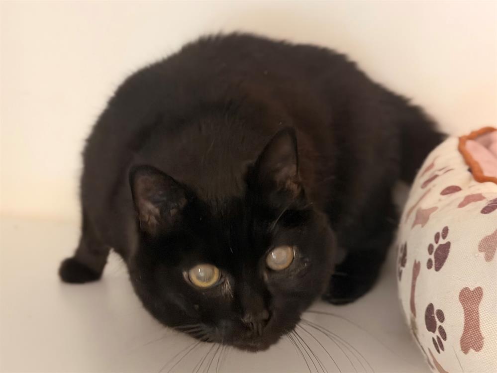 Photo de Jazzy (réservée)