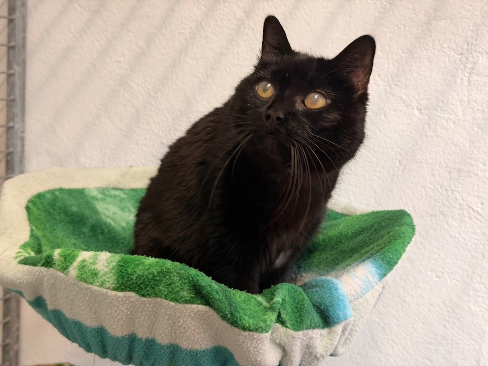 Photo de Jazzy (réservée)