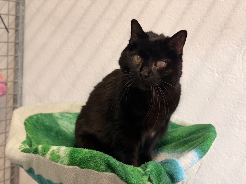 Photo de Jazzy (réservée)