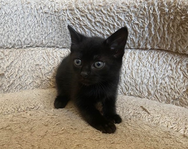 Animal à l'adoption