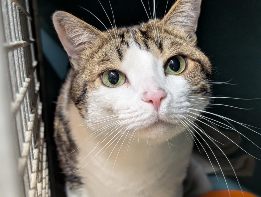 Animal à l'adoption