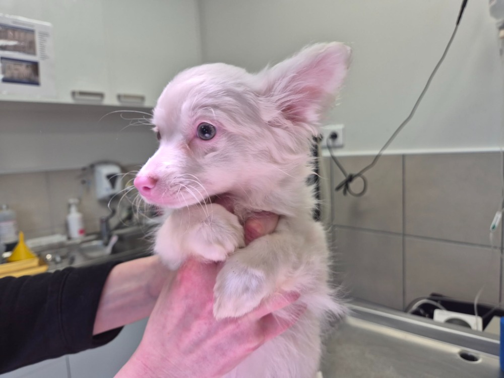 Animal à l'adoption
