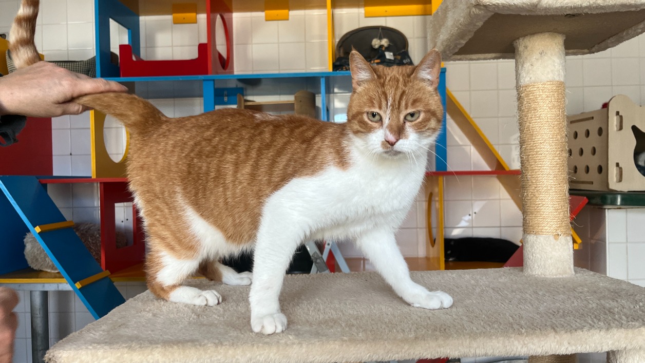 Animal à l'adoption