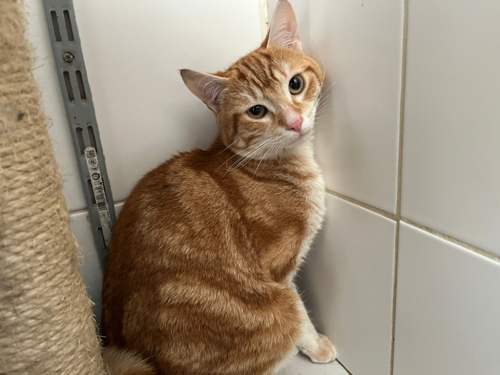 Animal à l'adoption