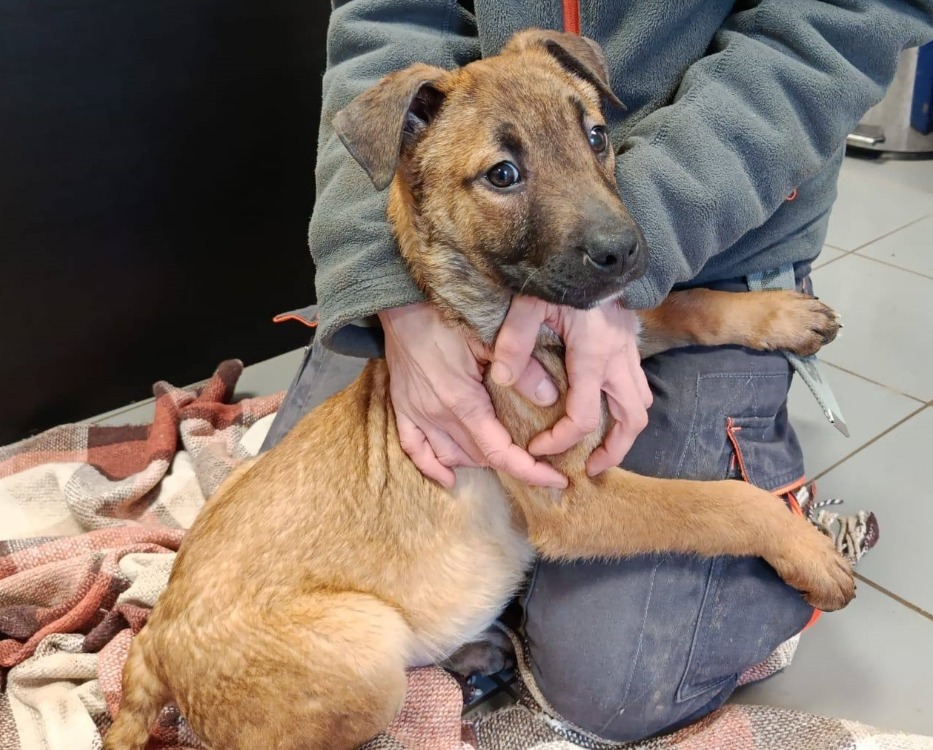 Animal à l'adoption