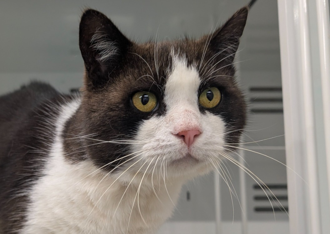 Animal à l'adoption