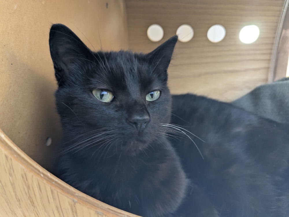 Animal à l'adoption