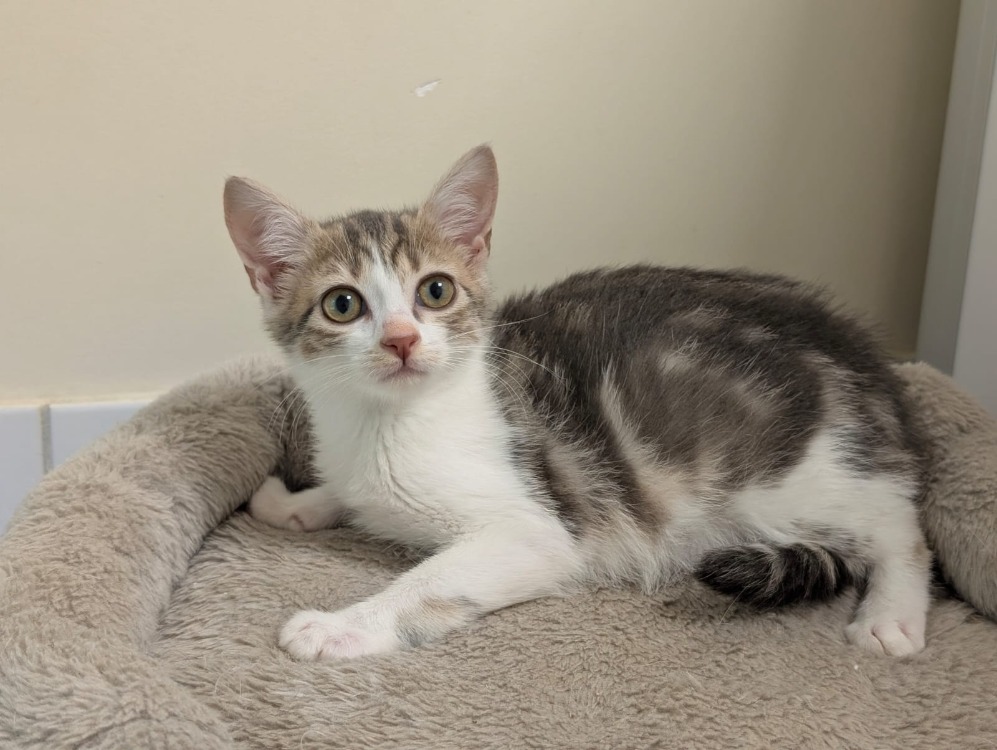 Animal à l'adoption