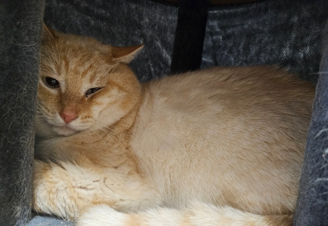 Animal à l'adoption